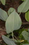 Perfoliate bellwort